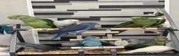 Ringnecks birds for sale:     Super Tame Hand Reared Babies £50 off today !  - Advert 23