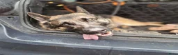 German Shepherd dogs for sale: Stunning german shepherd  - Advert 3