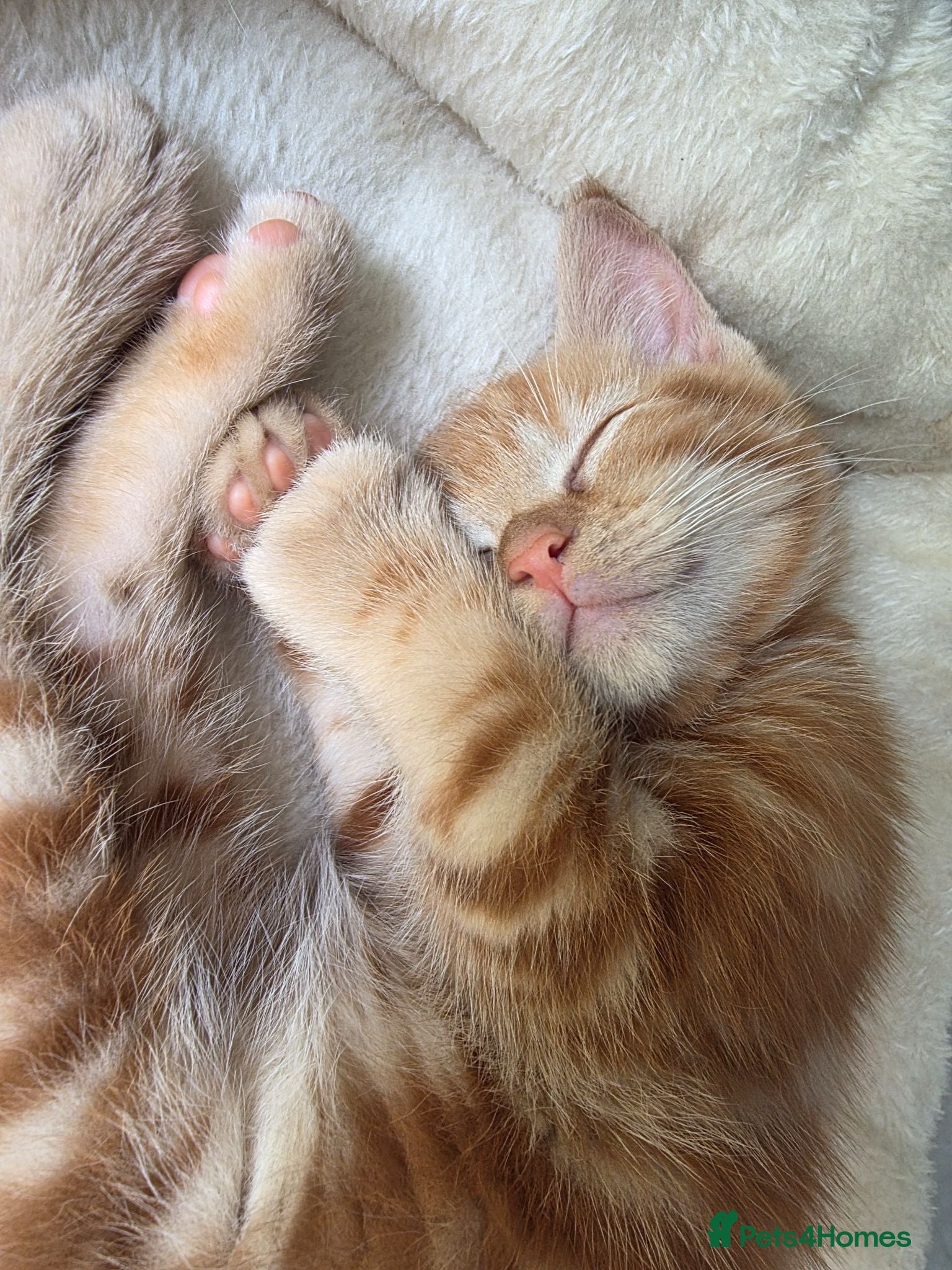 Domestic Shorthair cats Playful ginger boy,  - Advert 1