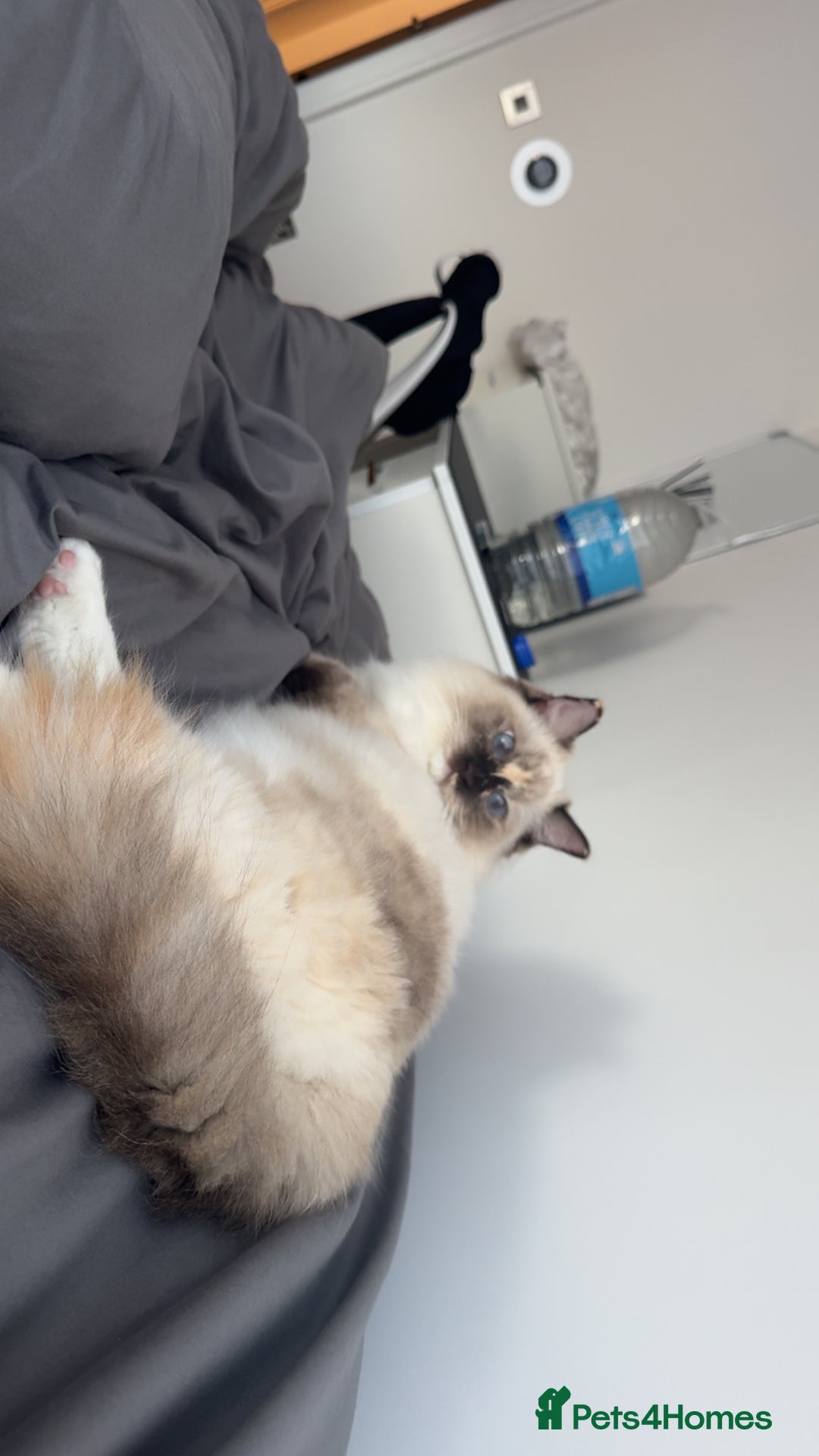 Ragdoll cats for sale: Gorgeous well beh - Advert 4