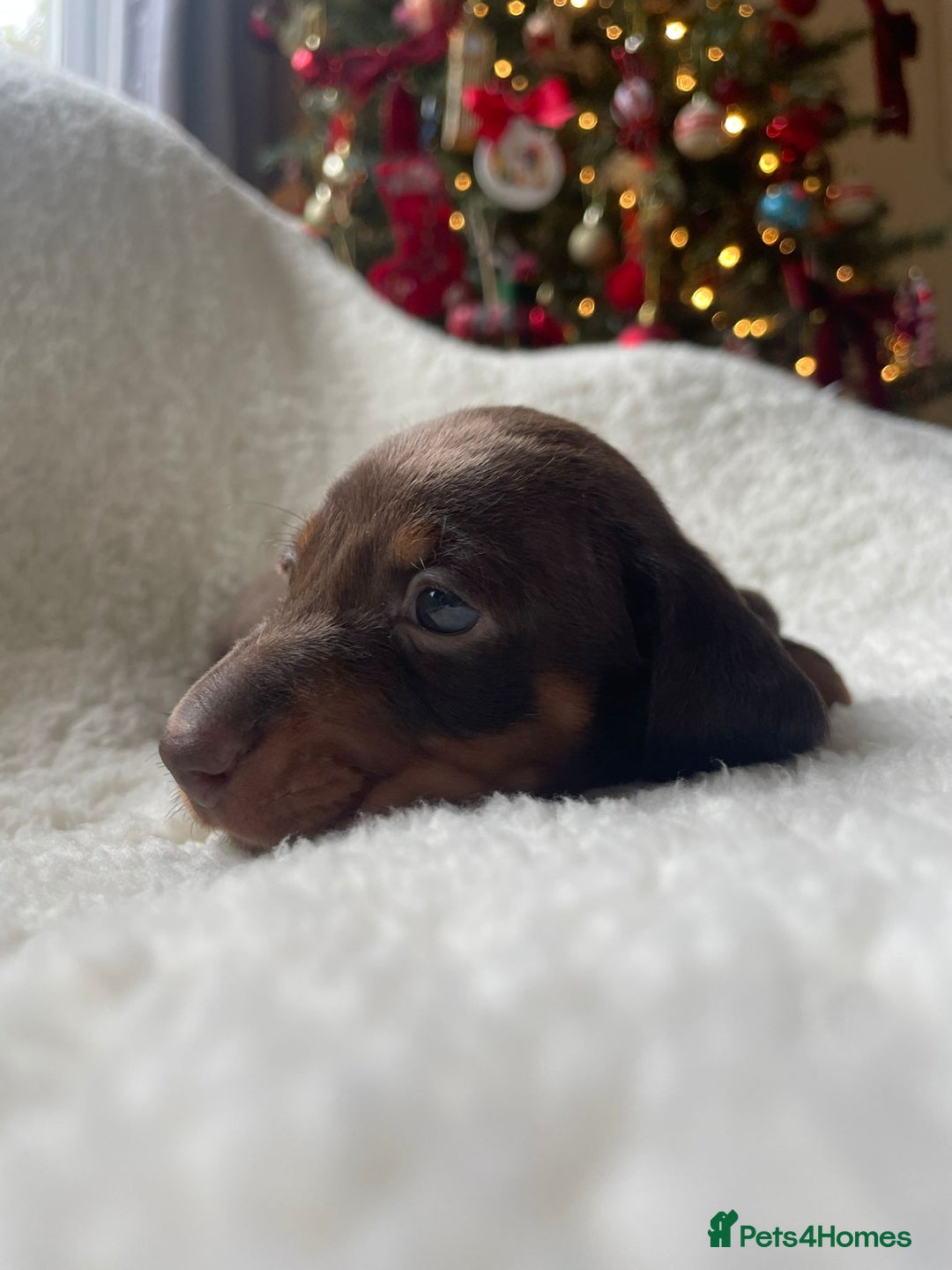 Miniature Dachshund dogs for sale: 🐾❤️ KC Reg Smooth Haired Miniature Dachshunds  - Advert 18