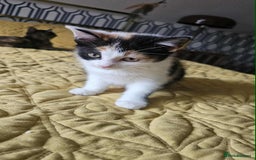 British Shorthair cats for sale: PURE BSH KITTENS READY NOW! - Image 4