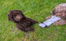 Labradoodle dogs for sale: Mini Chocolate Labradoodle DNA checked  - Image 2
