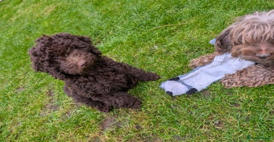 Labradoodle dogs - Advert 7