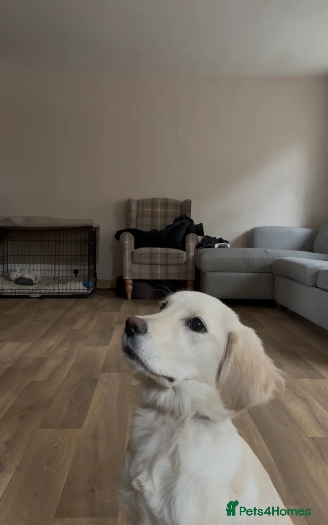 Golden Retriever dogs for sale: Golden Retriever Puppy - Advert 6