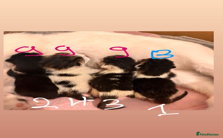 Maine Coon cats - Advert 2