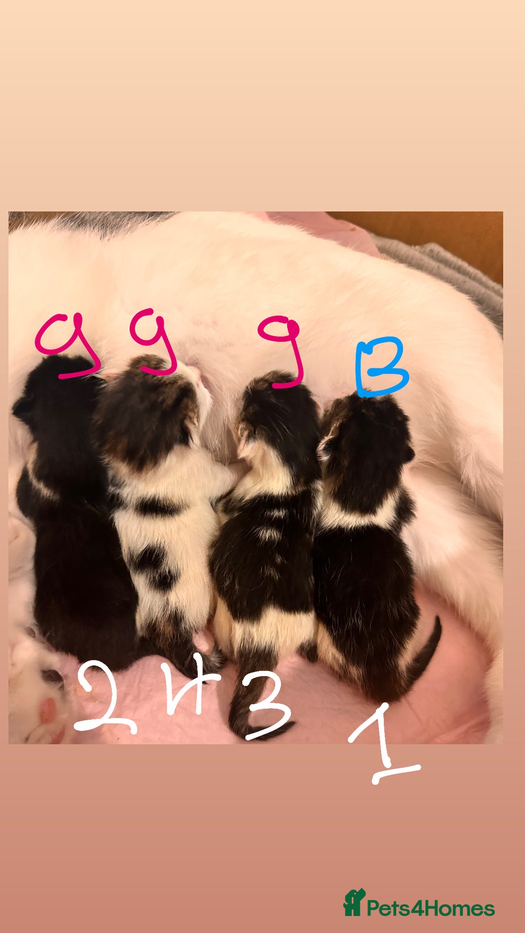 Maine Coon cats for sale: 4 kittens available  - Image 1