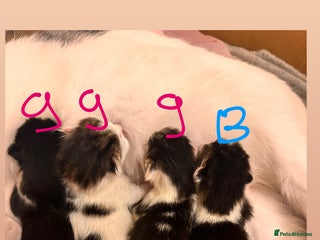 Maine Coon cats - Advert 18