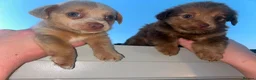 Jack Chi dogs for sale: Jack Russell  in Solihull - Advert 1