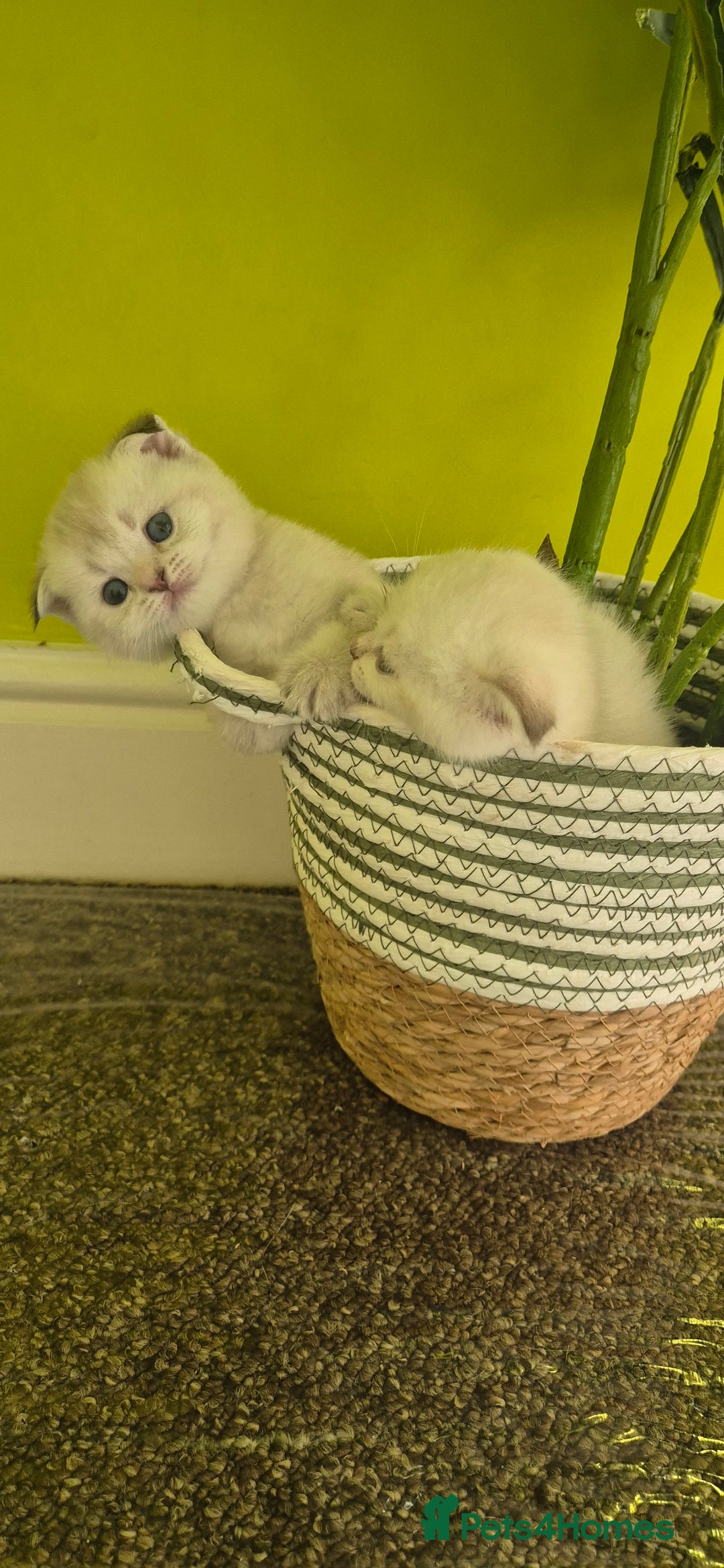British Shorthair cats for sale: Beautiful Kittens for sale - Image 5