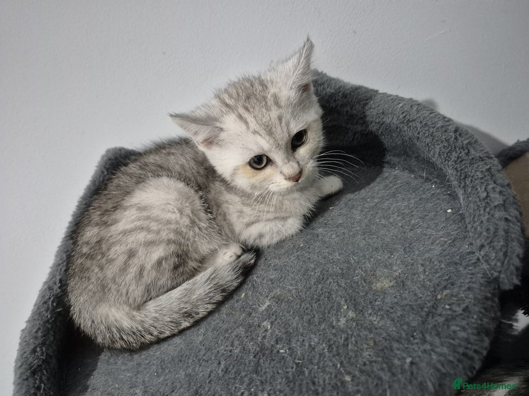 British Shorthair cats for sale: Four cross breed cuties. - Advert 3