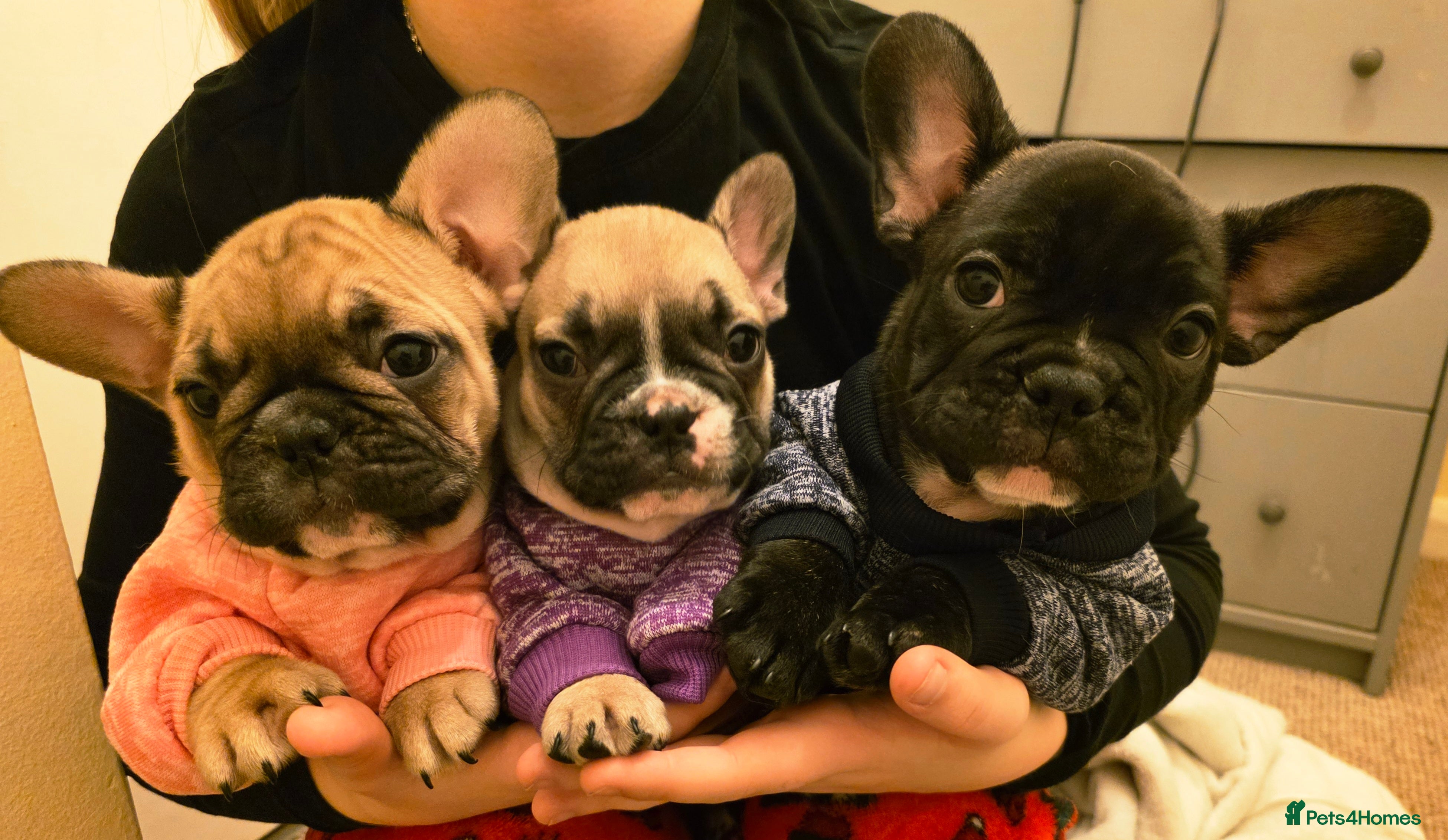 French Bulldog dogs Beautiful French bulldog  - Advert 3