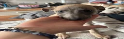 Whippet dogs for sale: Amazing whippet puppies  - Advert 9