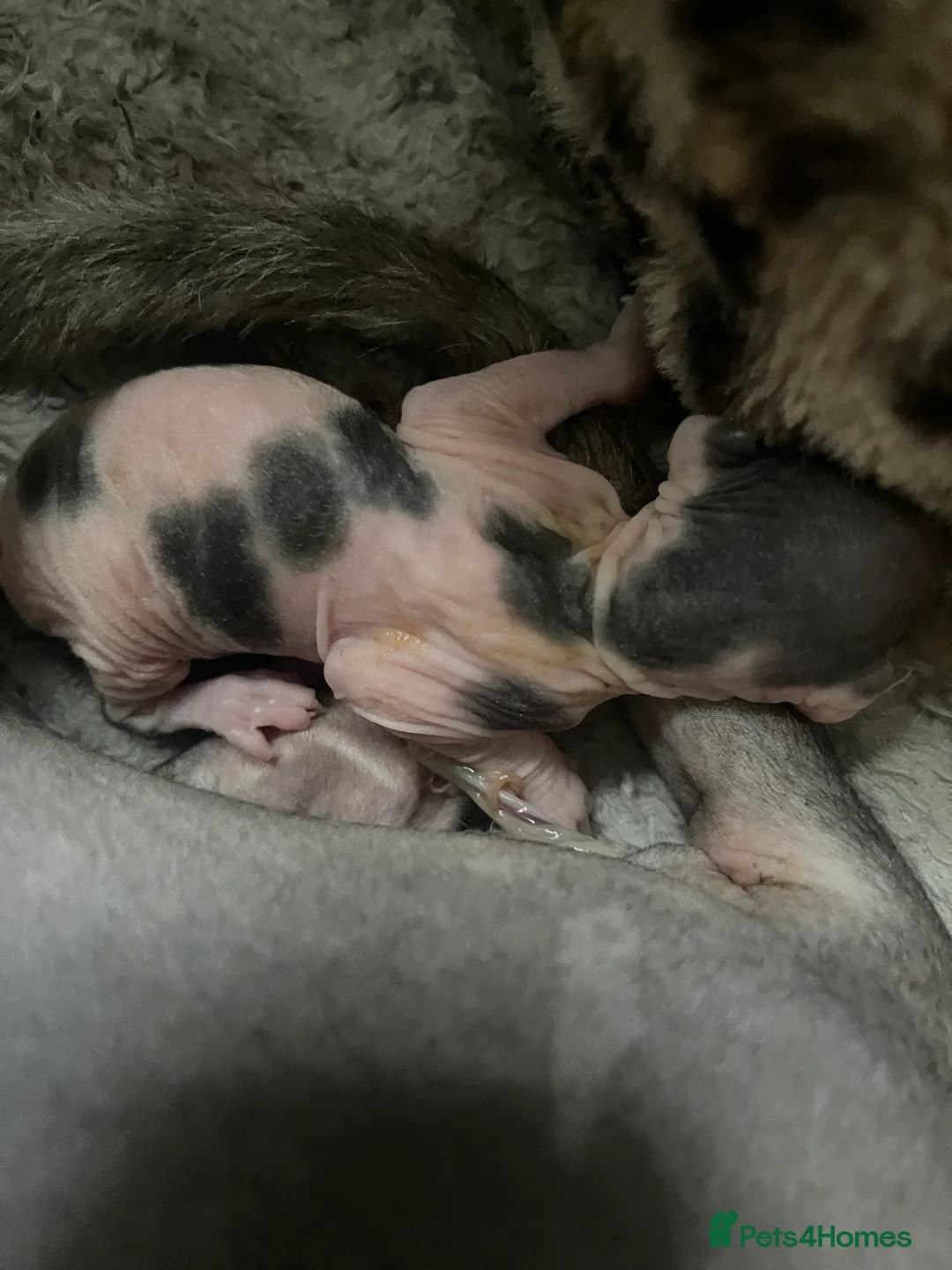 Sphynx cats for sale: Beautiful sphynx kittens - Advert 4