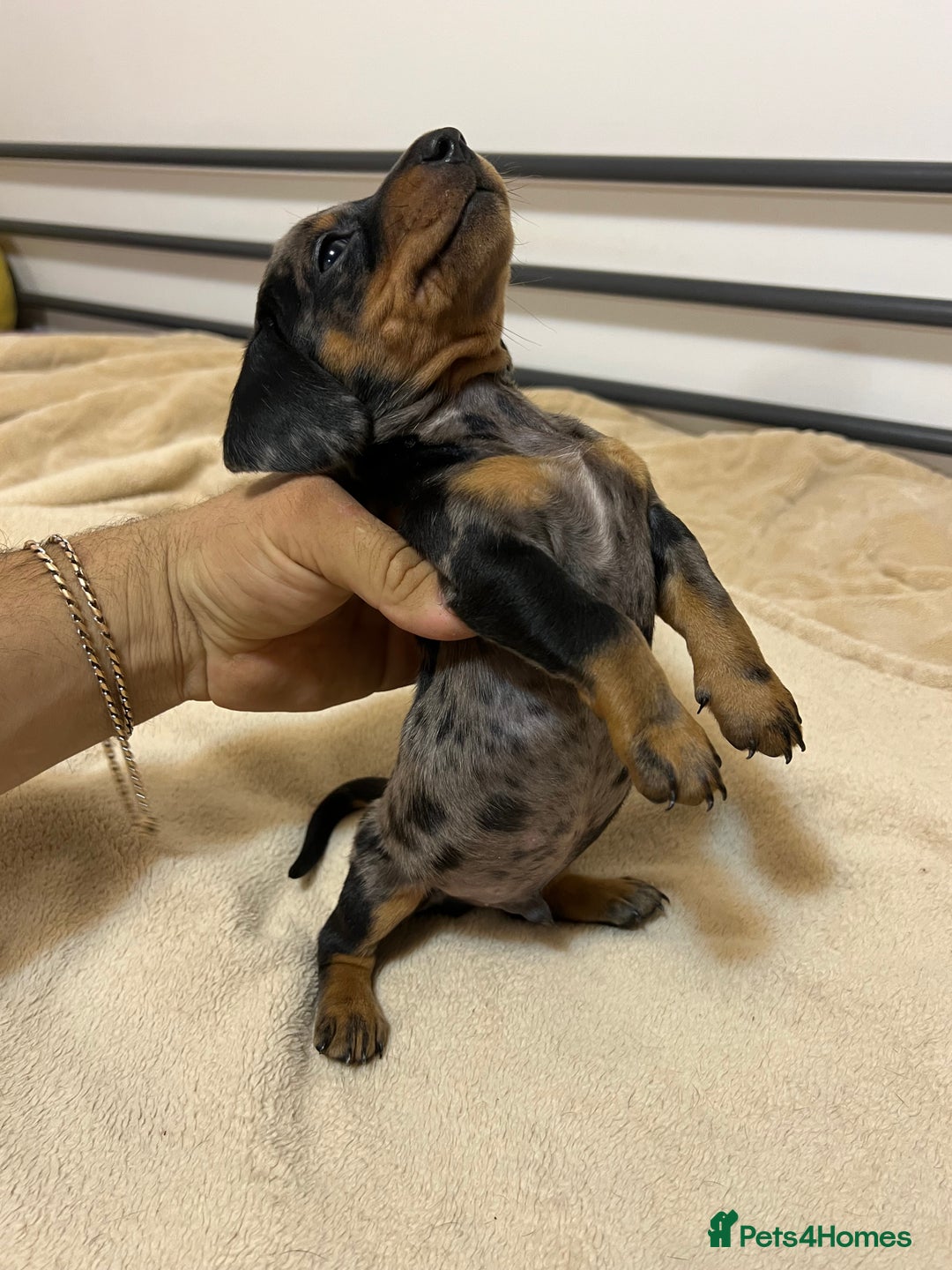 Miniature Dachshund dogs for sale: Miniature Dachshund KC ready now  - Image 11