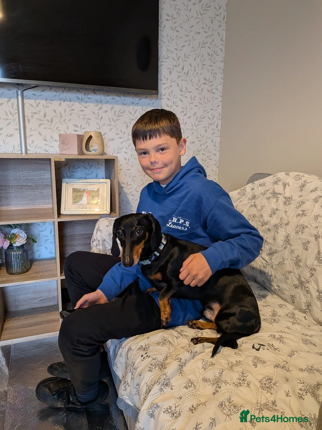 Dachshund dogs for sale: 2 x Dachshund, Must go together  - Advert 4