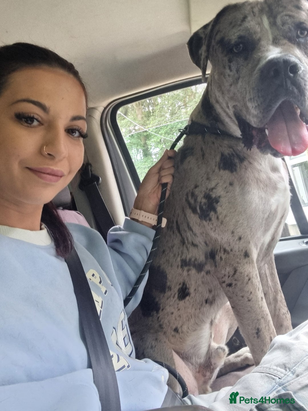 Mixed Breed dogs for sale: 14 month merle mastiff  - Advert 16