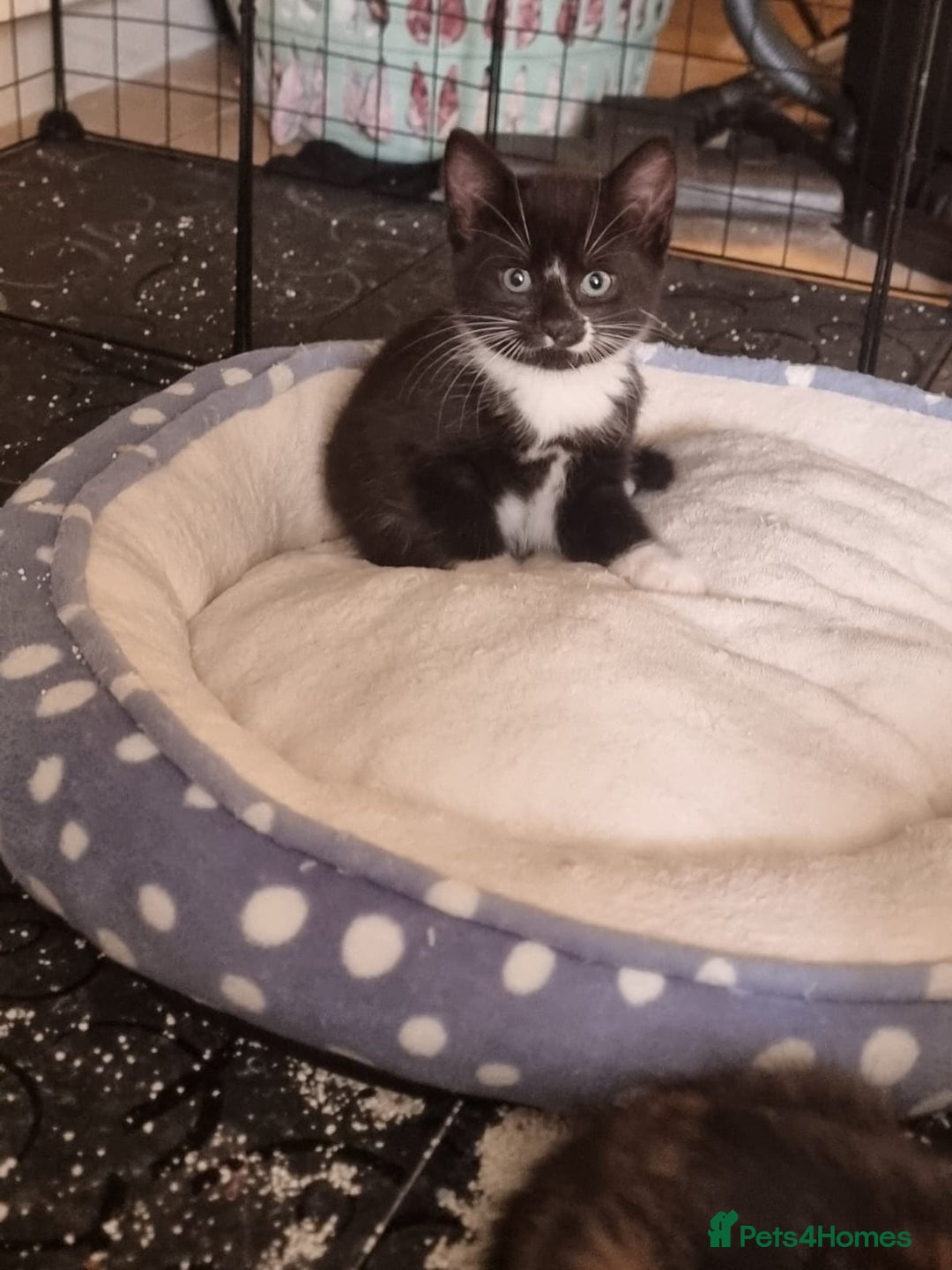 Mixed Breed cats for sale: Ginger tuxedo kittens  - Advert 12