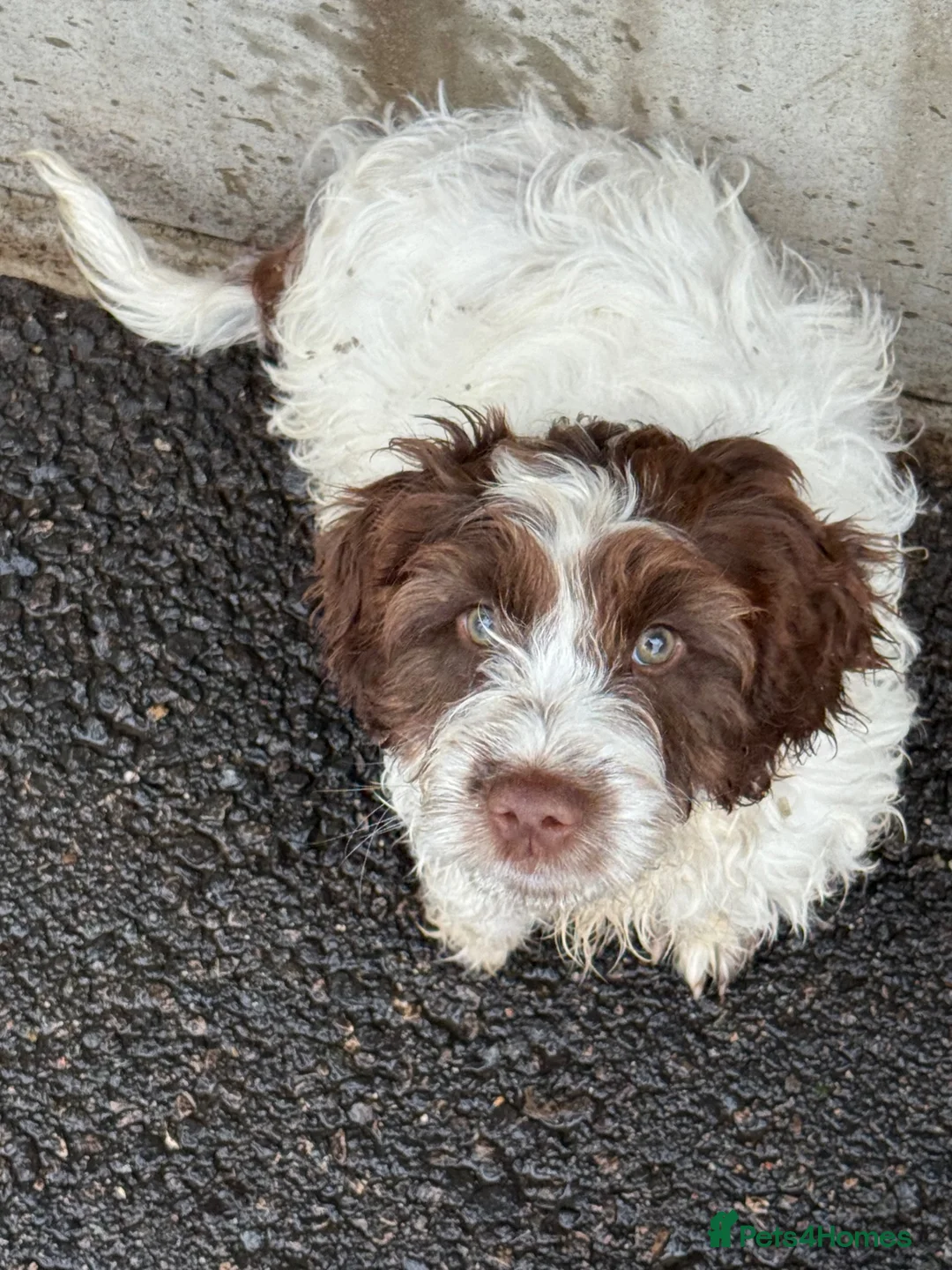Sproodle dogs for sale: Male puppy for sale - Advert 7