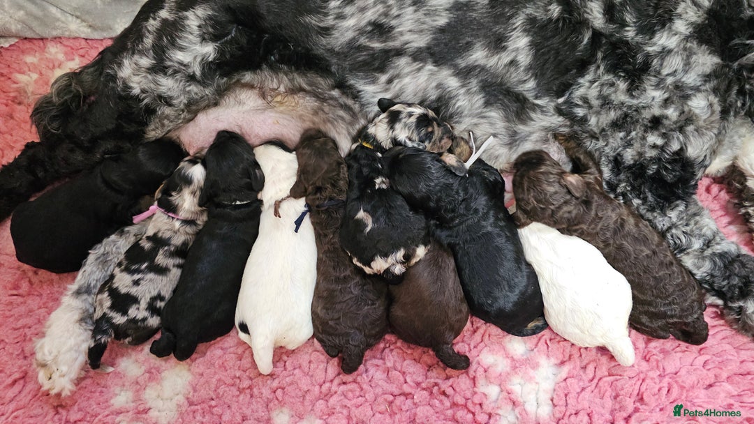 Cavapoo dogs for sale: STUNNING FULLY HEALTH TESTED F1B CAVAPOO  - Advert 17