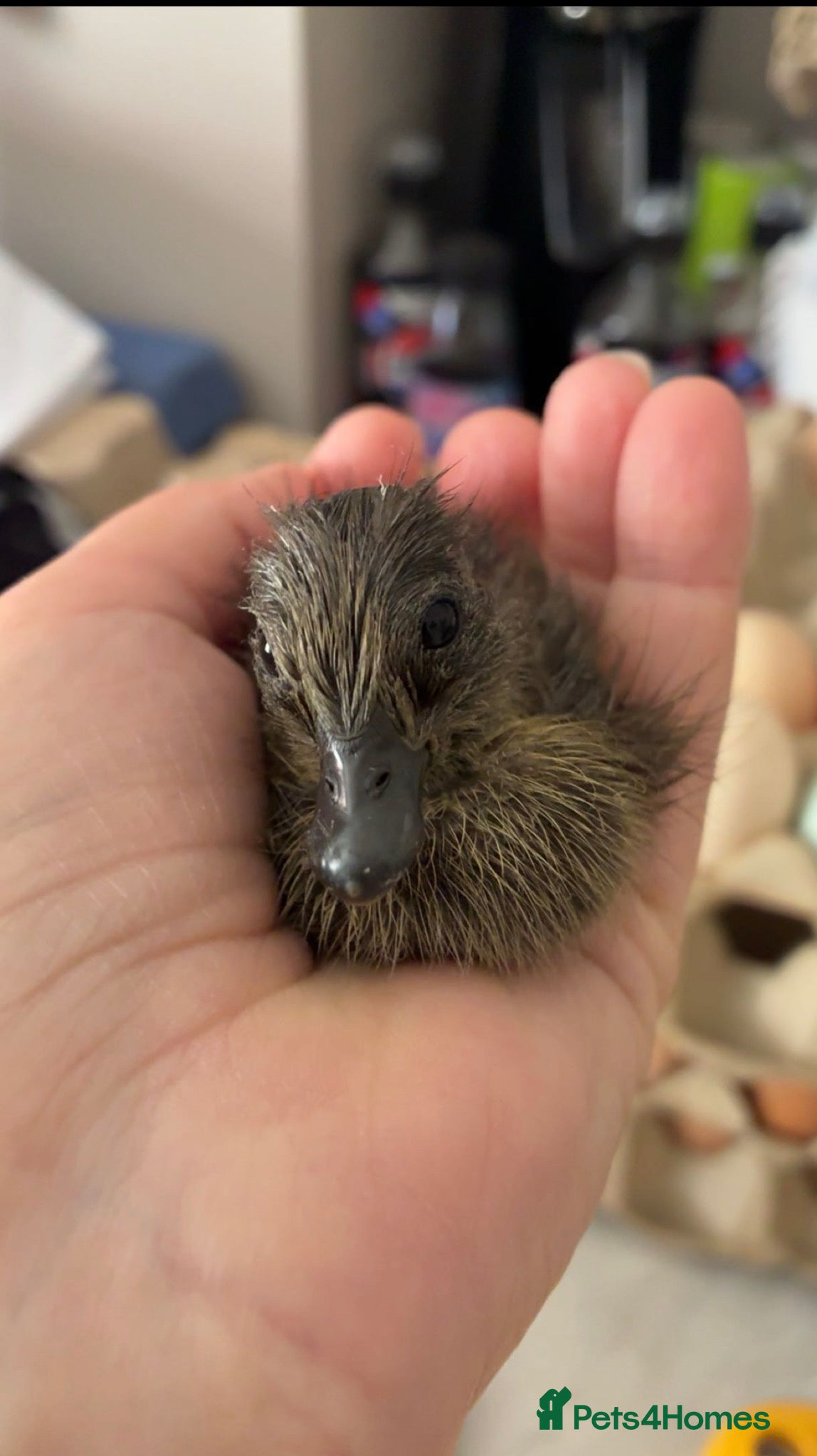 Ducks poultry 🦆Cute little call ducks 🦆  - Advert 2