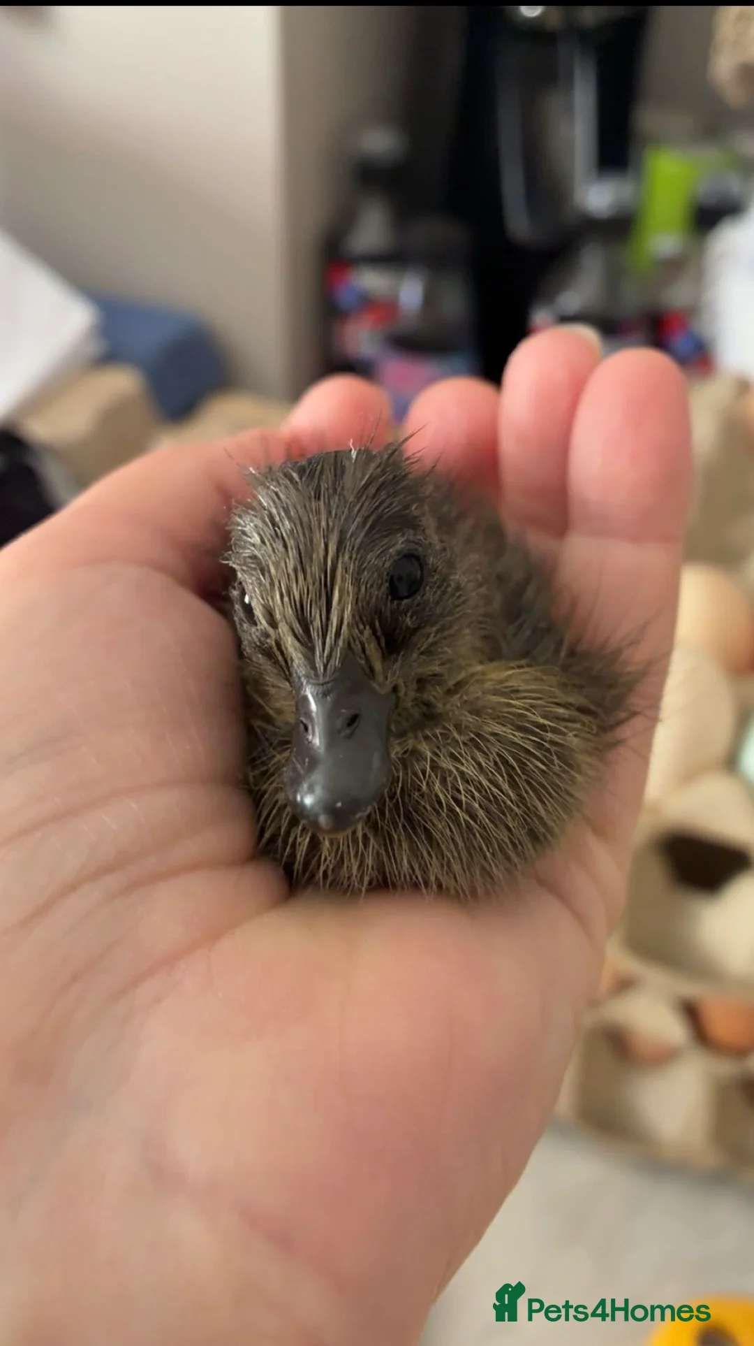 Ducks poultry for sale: 🦆Cute little call ducks 🦆  in Driffield - Advert 2