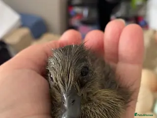 Ducks poultry 🦆Cute little call ducks 🦆 - Advert 2