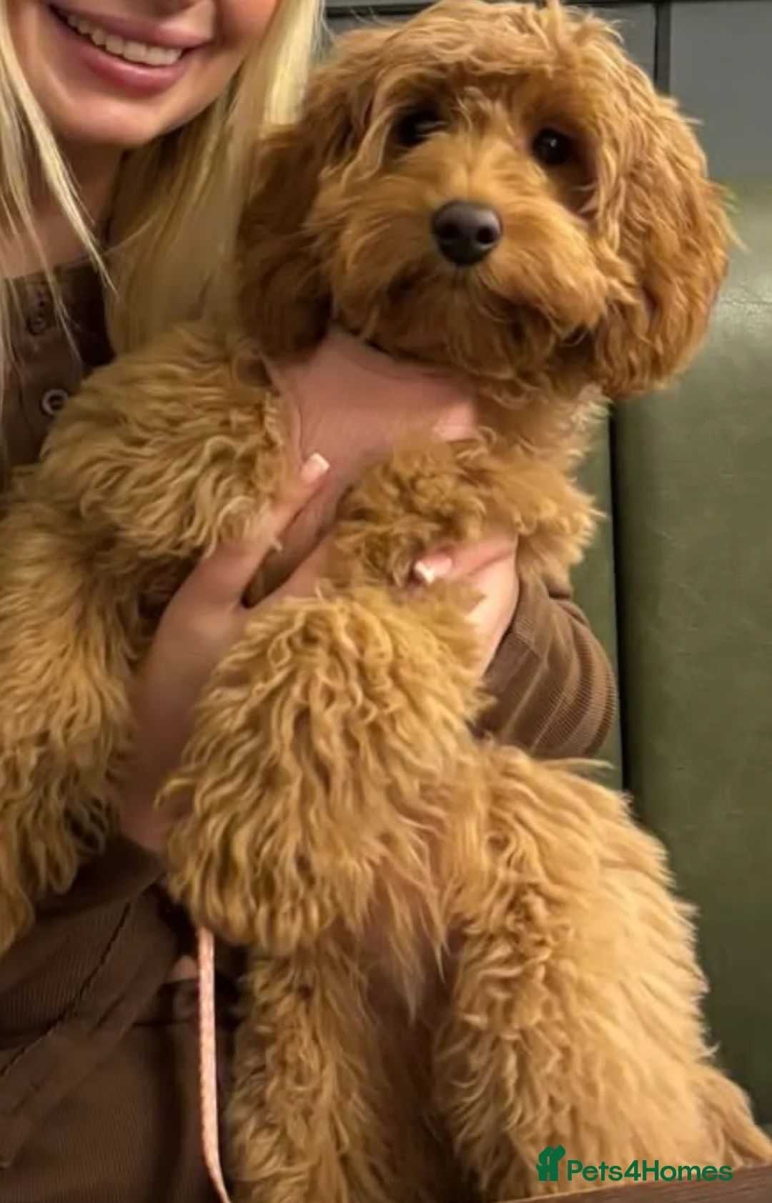 Cockapoo dogs for sale: Toy Cockapoos- KC & health tested parents  - Advert 5