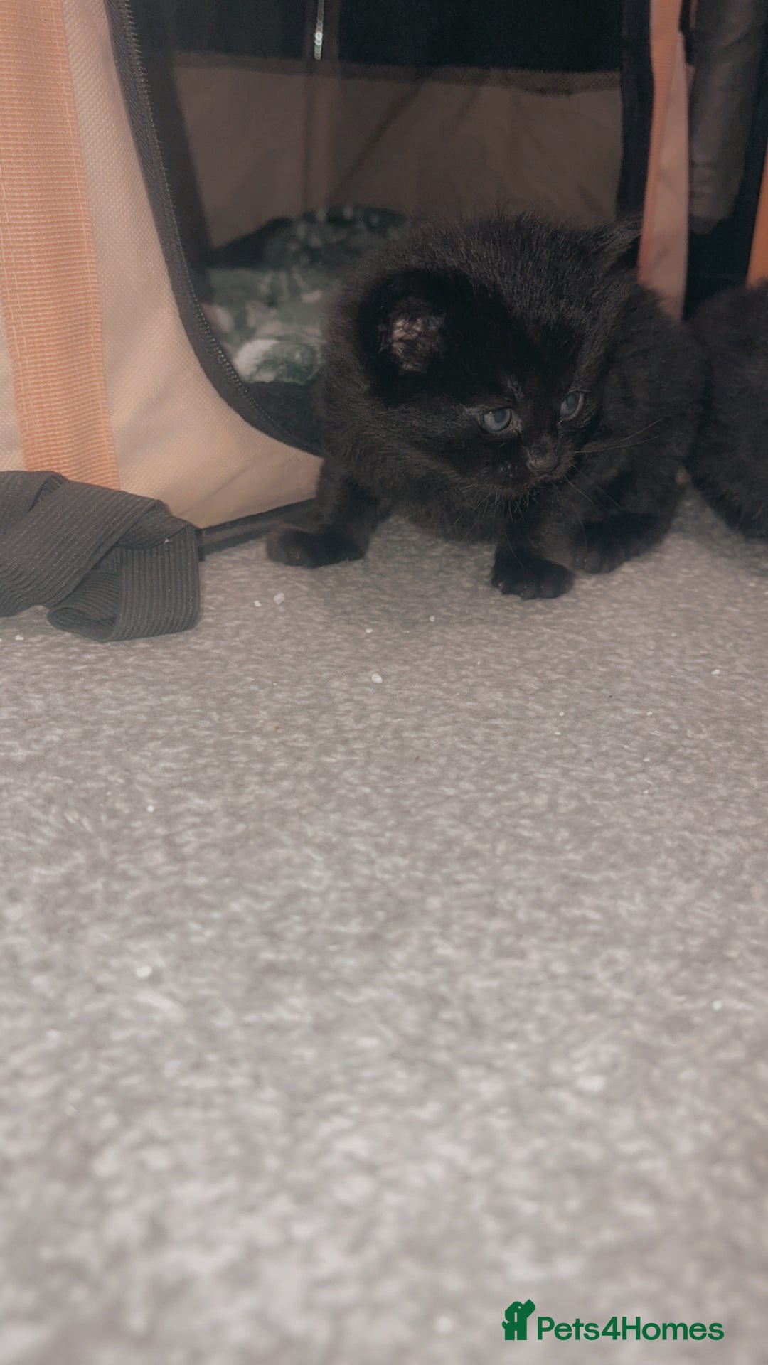 Mixed Breed cats for sale: 2 beautiful jet black kittens  - Image 3