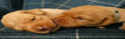 Labrador Retriever dogs for sale: KC registered Fox red labradors in Peterborough - Advert 6