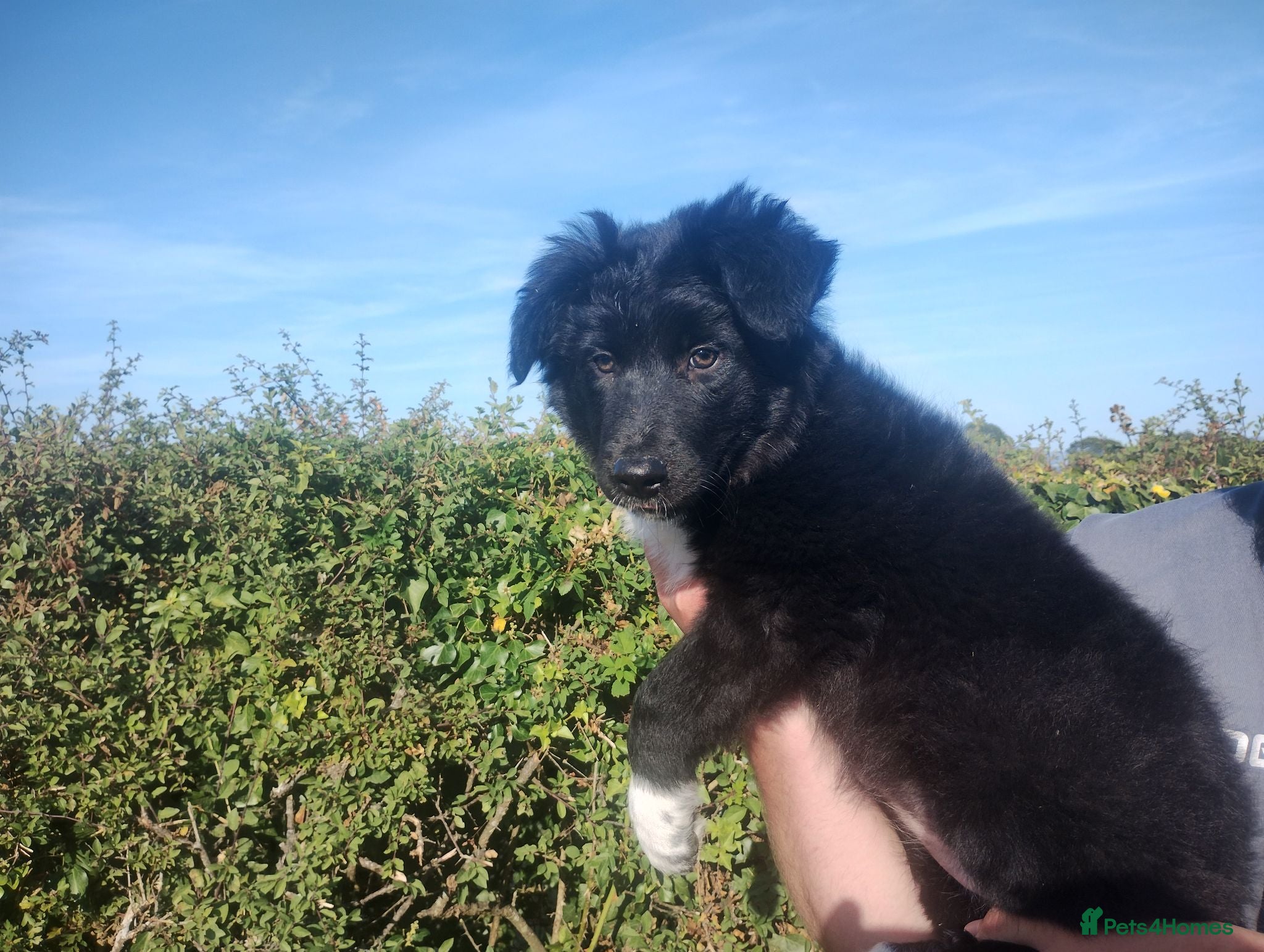Border Collie dogs Traditional Border Collie Puppies - Advert 8