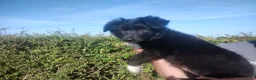 Border Collie dogs for sale: Traditional Border Collie Puppies - Advert 3