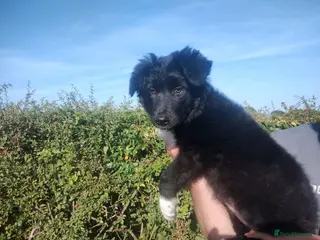 Border Collie dogs Traditional Border Collie Puppies - Advert 8