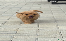 Cavapoo dogs for sale: Toy f1b cavapoo puppies - Image 20