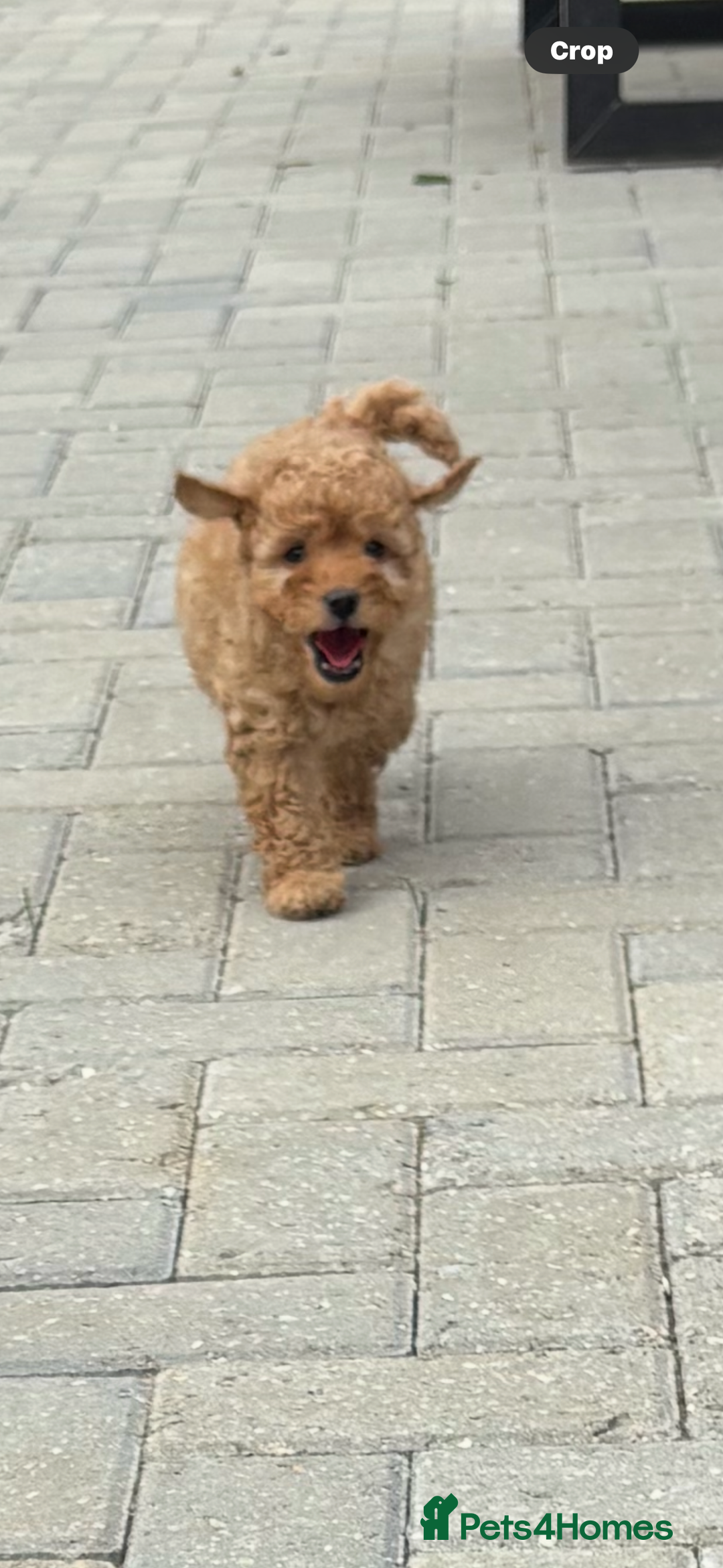 Cavapoo dogs for sale: Toy f1b cavapoo puppies - Image 20