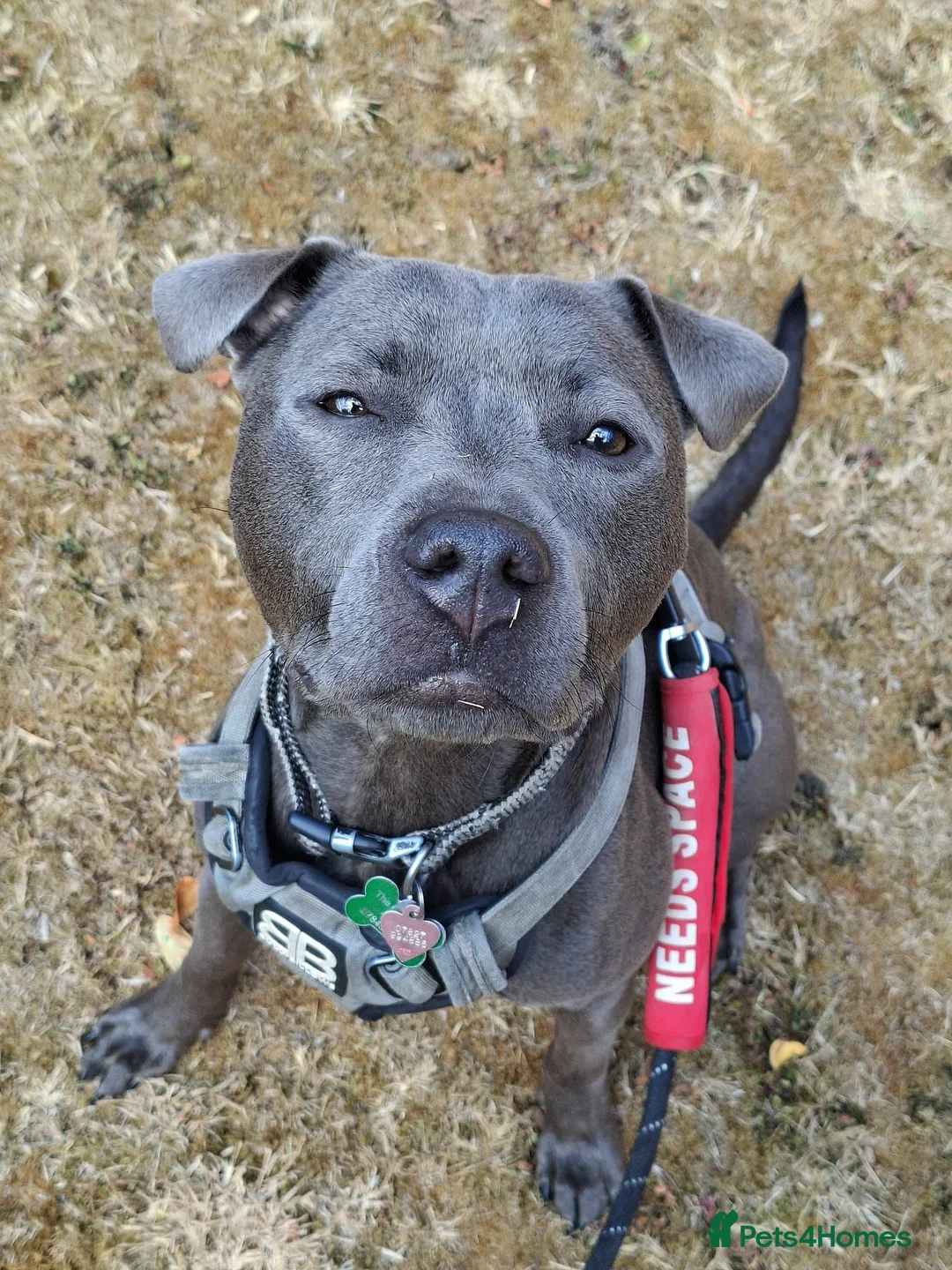 Staffordshire Bull Terrier dogs for sale: Female Staffy looking for her forever home.  in Hitchin - Advert 2