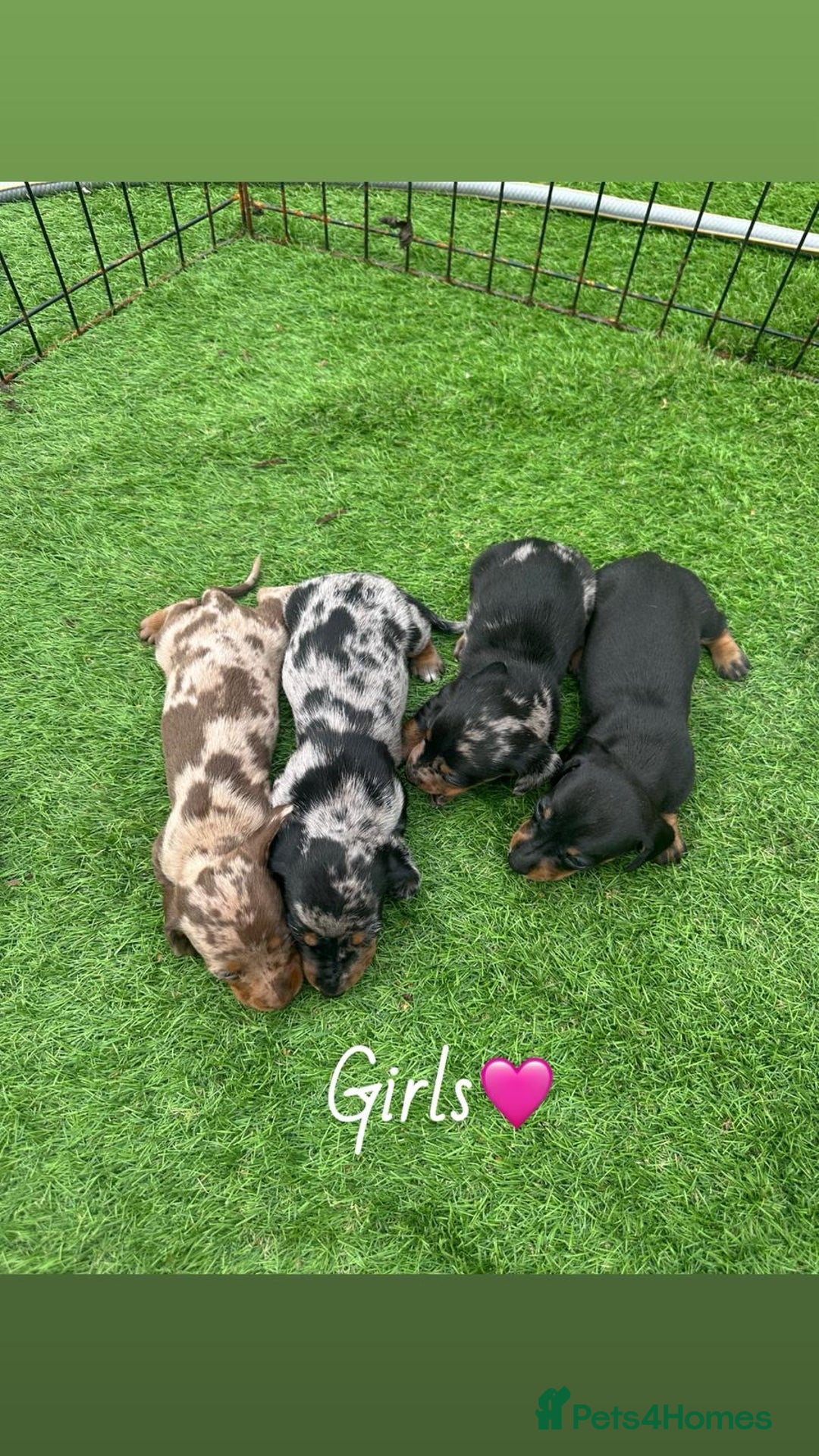 Miniature Dachshund dogs for sale: 🐾 Miniature Dachshund Puppies for Sale  🐾 - Image 3