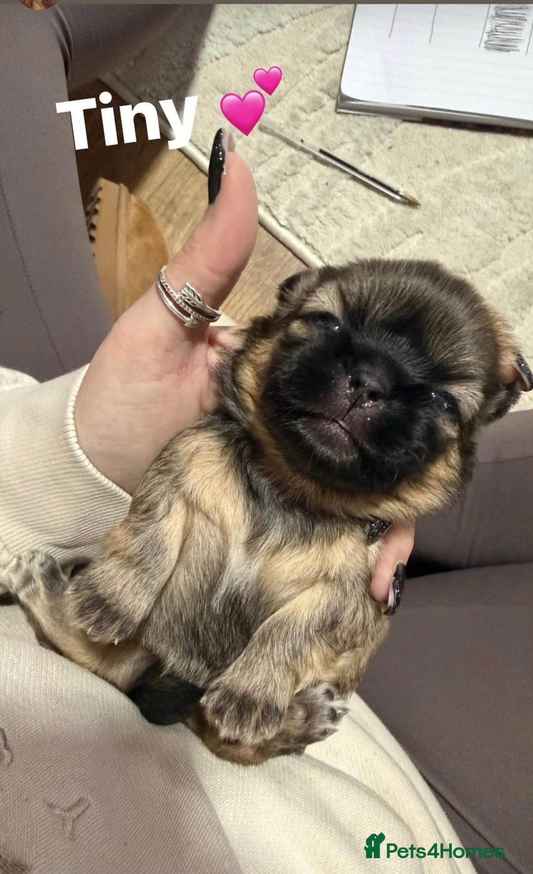 Shih Tzu dogs for sale: Shih Tzu’s  - Advert 3