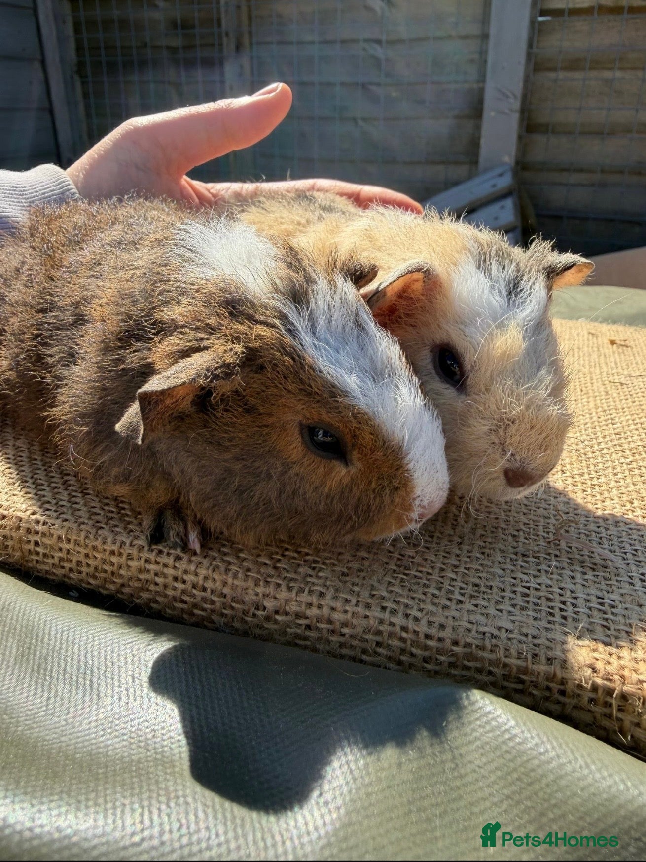 Guinea Pig rodents Teddy boars  - Advert 1
