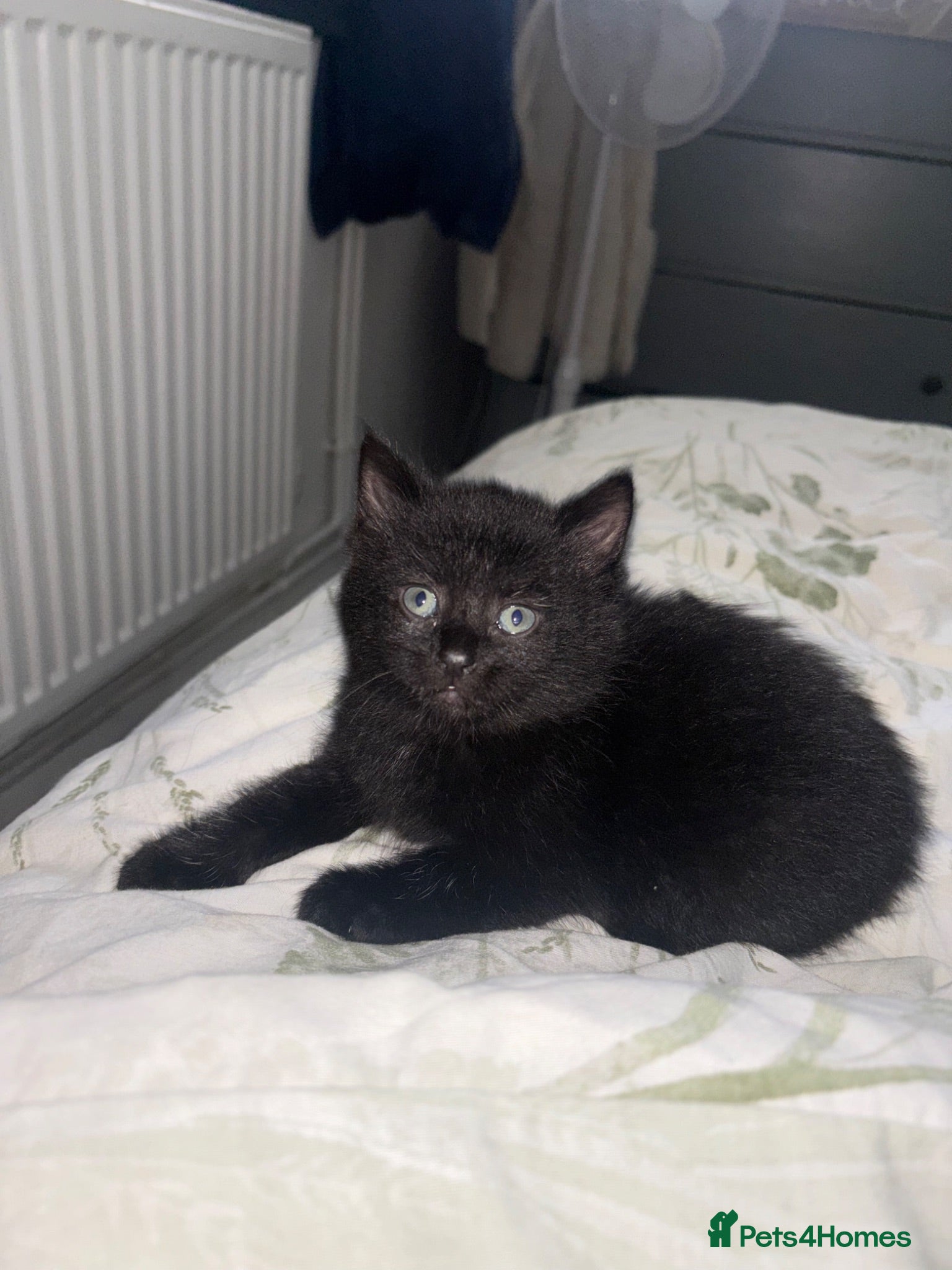 Mixed Breed cats Kittens  - Advert 3