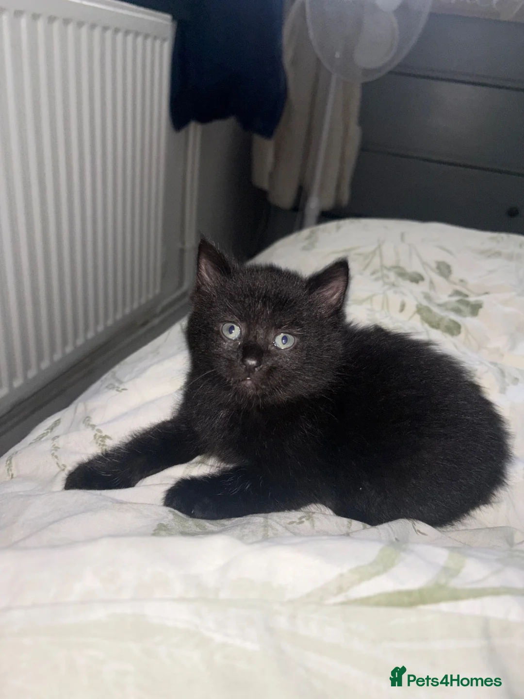 Mixed Breed cats for sale: Kittens  in Thetford - Advert 1