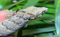 Gecko reptiles for sale: Gargoyle Gecko  - Image 4