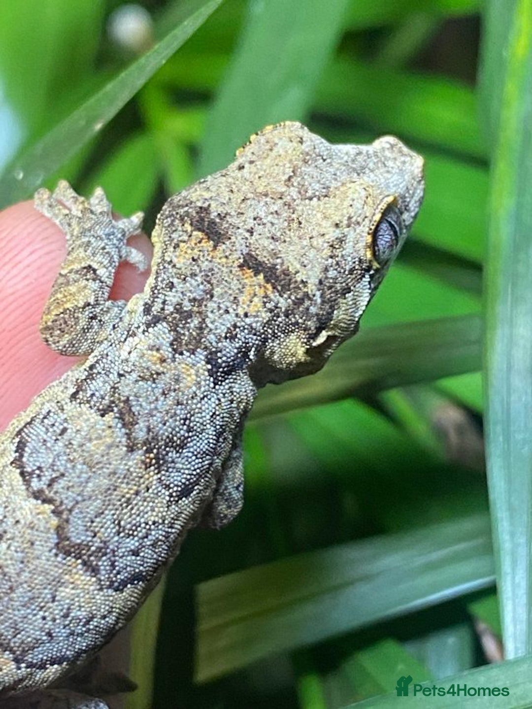 Gecko reptiles for sale: Gargoyle Gecko  - Image 4