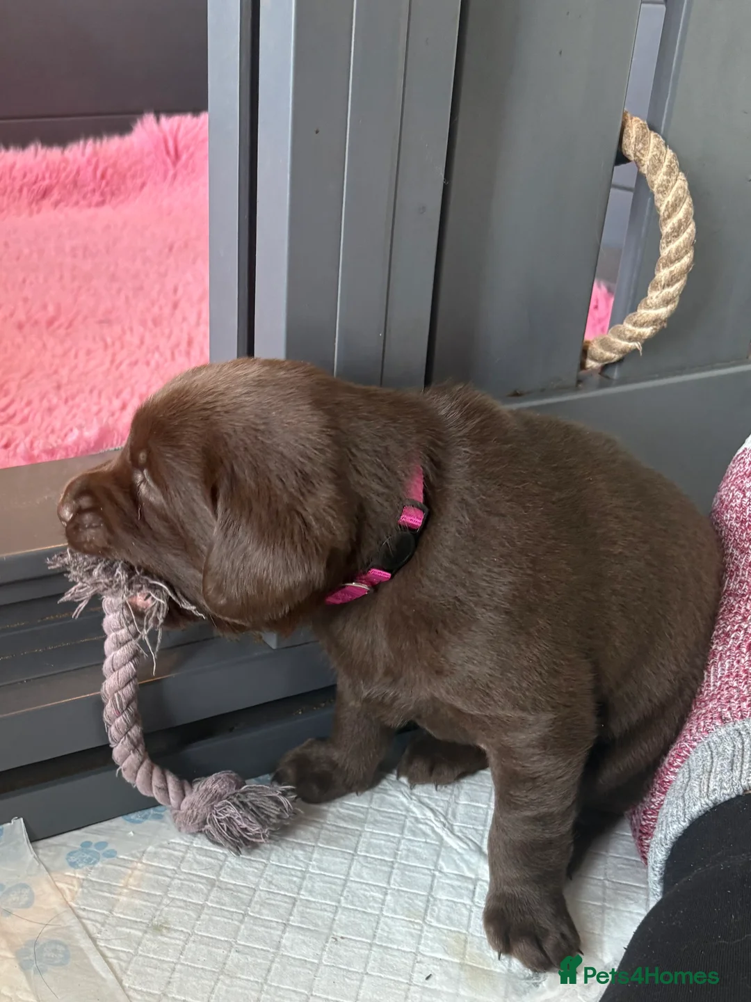Labrador Retriever dogs for sale: Gorgeous KC, Charcoal, Chocolate and Black Labs - Advert 24