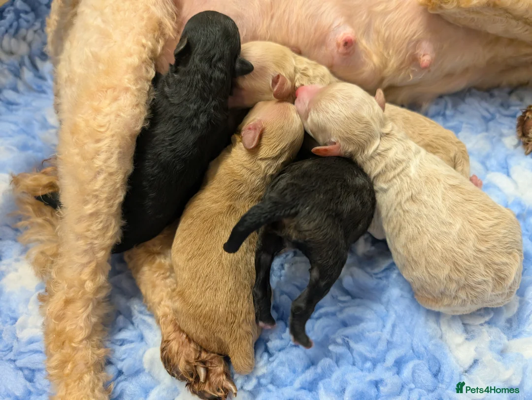 Toy Poodle dogs for sale: Stunning KC Reg Toy Poodle Puppies  - Advert 24