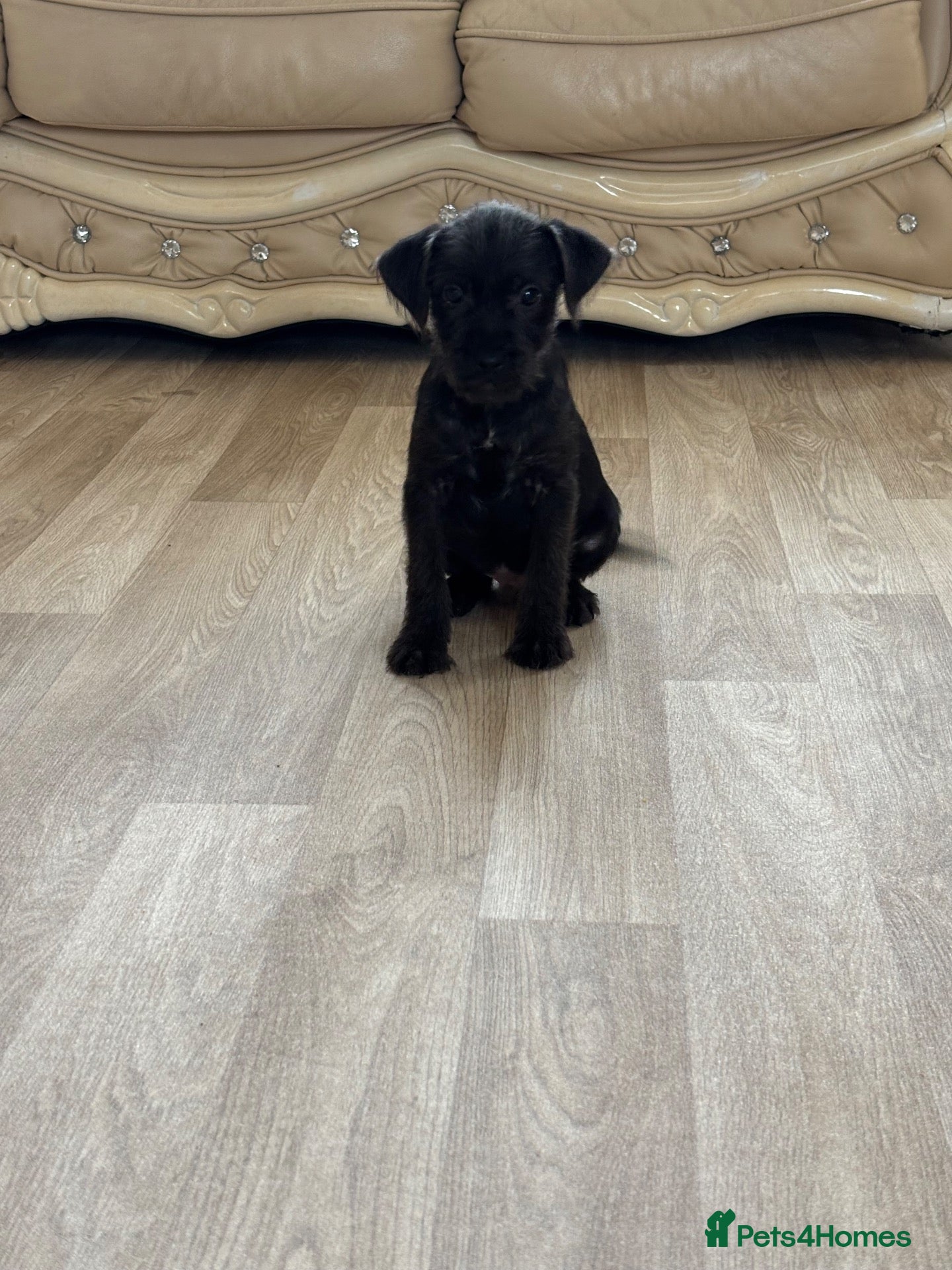 Patterdale Terrier dogs Patterdale terriers (2 BOYS LEFT) - Advert 2