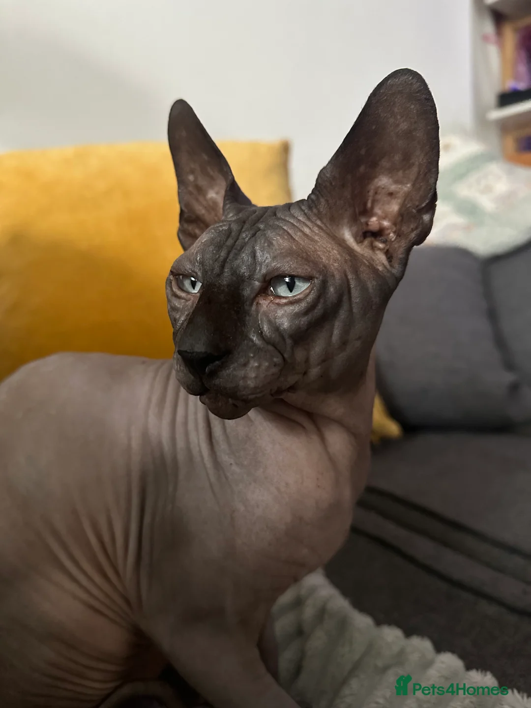 Sphynx cats for stud: Beautiful Canadian Boy For Stud in London - Advert 2