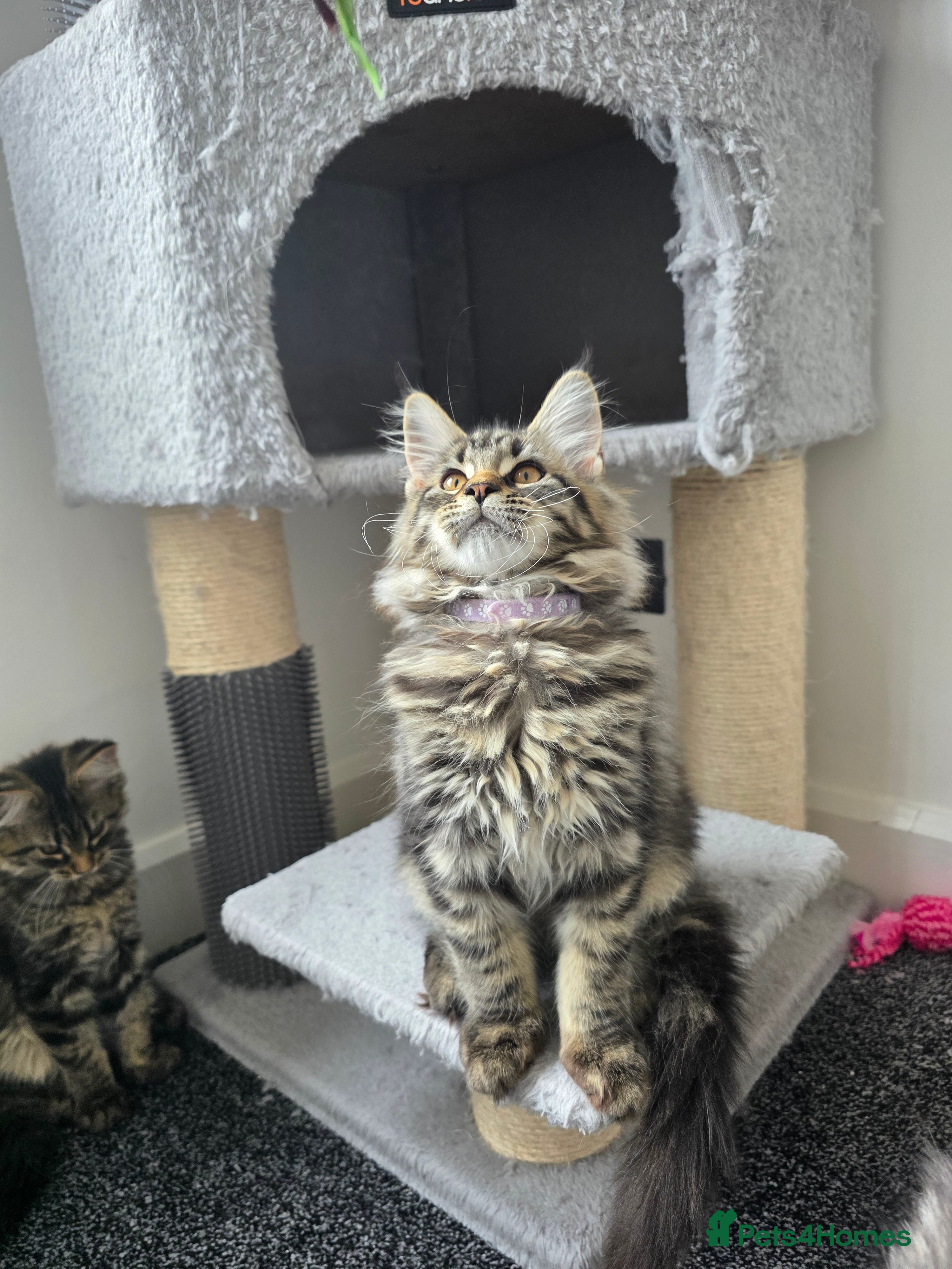 Maine Coon cats Maine coon pedigree kittens  - Advert 2