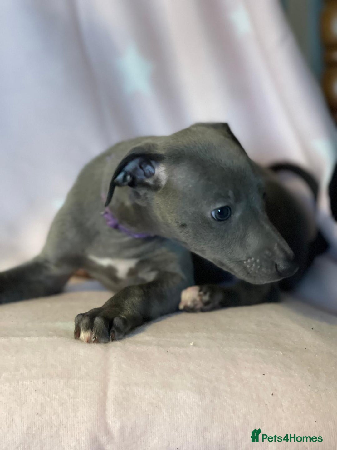 Whippet dogs for sale: Blue whippet puppies for sale - Image 3