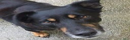Mixed Breed dogs for sale: Kelpie cross collie pups.  - Advert 8